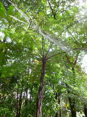 Cyathea caracasana