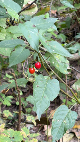 bittersweet nightshade
