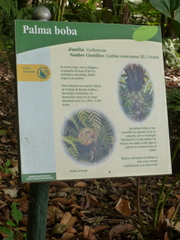 Cyathea caracasana