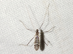 Erioptera