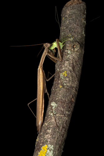 European Mantis