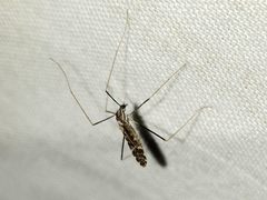 Erioptera