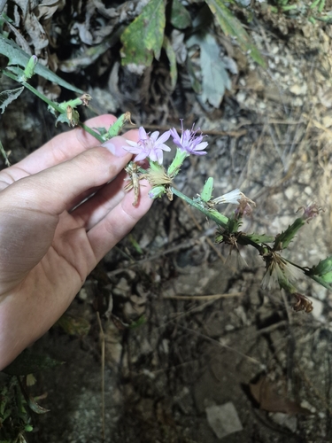Stephanomeria cichoriacea observed 2026-09-18