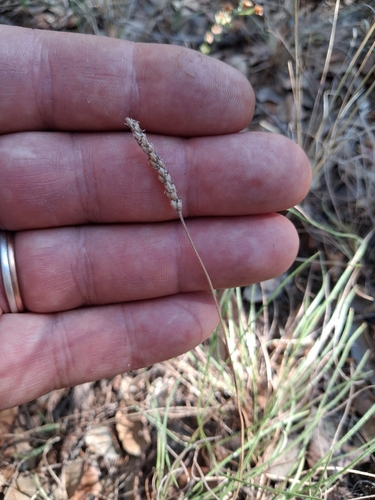 Plantago holosteum
