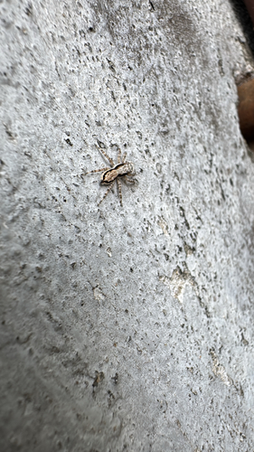 Gray Wall Jumping Spider
