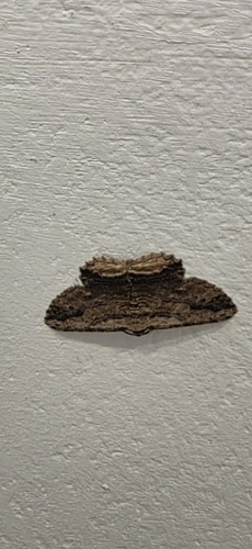 Waved Umber