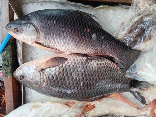Rohu