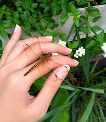 Neurothemis terminata