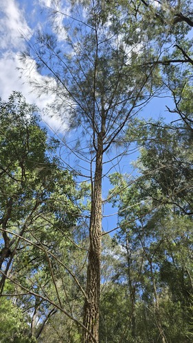 Allocasuarina torulosa