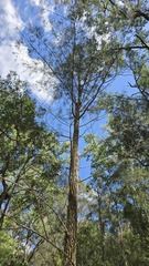 Allocasuarina torulosa