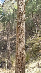 (c) Petra Holland, some rights reserved (CC BY) Allocasuarina torulosa, photograph (c) Petra Holland, some rights reserved (CC BY)