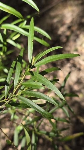 Denhamia silvestris, photograph 1