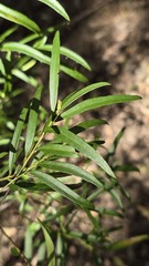 Denhamia silvestris