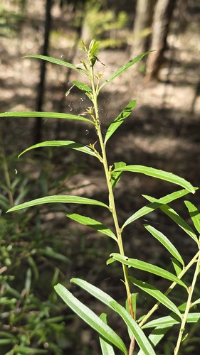 Denhamia silvestris, photograph 2