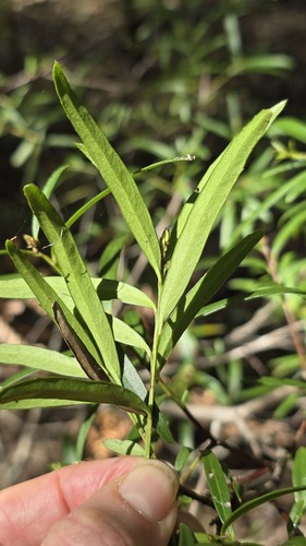 Denhamia silvestris, photograph 3