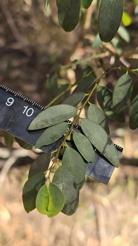 Breynia oblongifolia, photograph 4