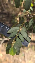 Breynia oblongifolia, photograph (c) Petra Holland, some rights reserved (CC BY)