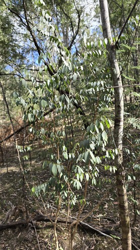 Breynia oblongifolia, photograph 5