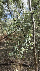 Breynia oblongifolia, photograph (c) Petra Holland, some rights reserved (CC BY)