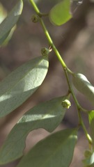 Breynia oblongifolia