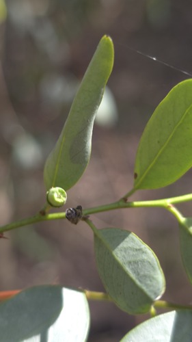 Breynia oblongifolia, photograph 2
