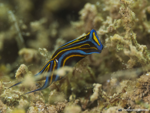 Chelidonura hirundinina observed 2026-08-20