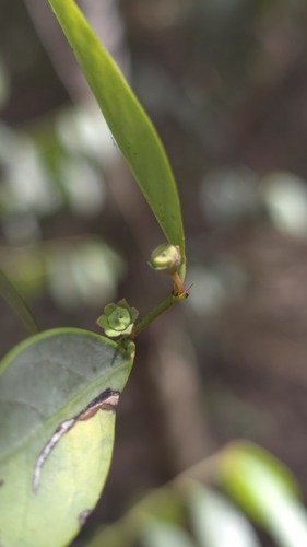 Breynia oblongifolia, photograph 3