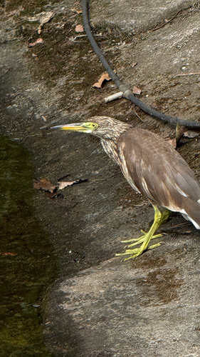 Chinese Pond-Heron
