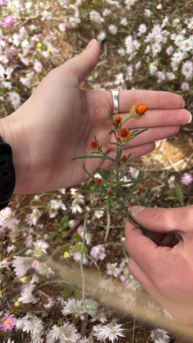 orange immortelle