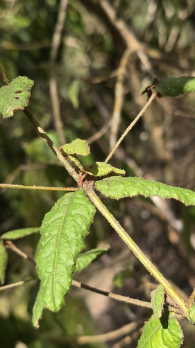 Correa reflexa, photograph 4