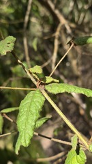 Correa reflexa, photograph (c) Petra Holland, some rights reserved (CC BY)