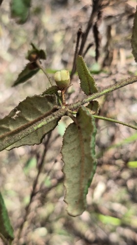 Correa reflexa, photograph 6