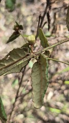 Correa reflexa, photograph (c) Petra Holland, some rights reserved (CC BY)