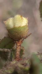 Correa reflexa