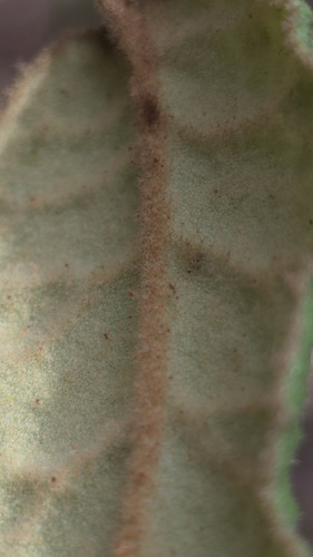 Correa reflexa, photograph 2
