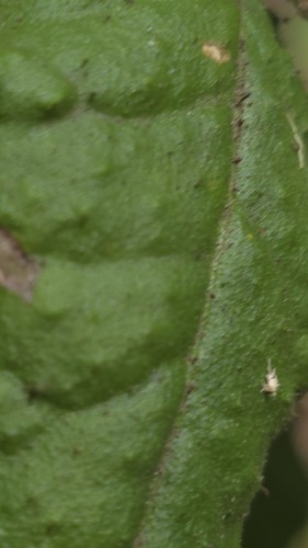 Correa reflexa, photograph 3