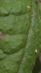 Correa reflexa, photograph (c) Petra Holland, some rights reserved (CC BY)