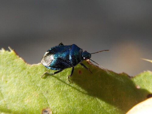 Blue Shield Bug