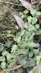 Asplenium flabellifolium, photograph (c) Petra Holland, some rights reserved (CC BY)