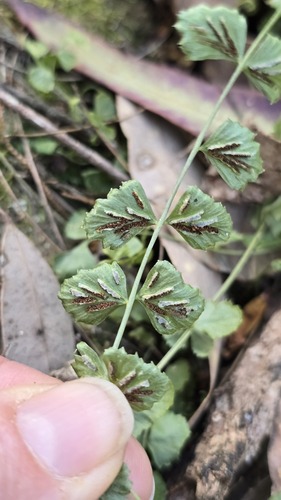 Asplenium flabellifolium, photograph 5