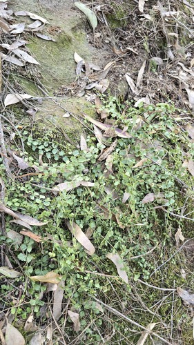 Asplenium flabellifolium, photograph 4