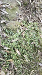 Asplenium flabellifolium, photograph (c) Petra Holland, some rights reserved (CC BY)