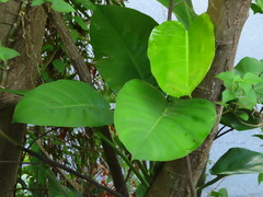 Epipremnum aureum