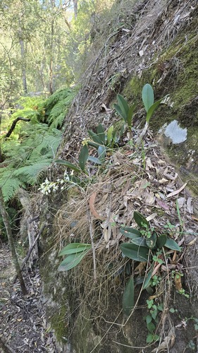 Dendrobium speciosum, photograph 2
