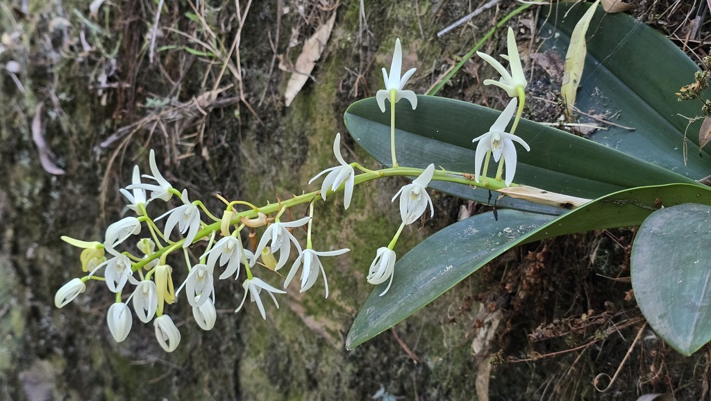 Dendrobium speciosum; photograph (c) Petra Holland, some rights reserved (CC BY)