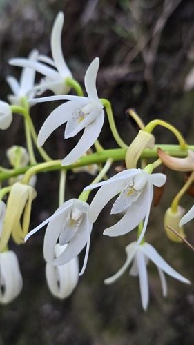 Dendrobium speciosum, photograph 1
