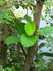 Epipremnum aureum