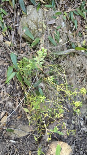 Platysace lanceolata, photograph 3