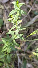 Platysace lanceolata