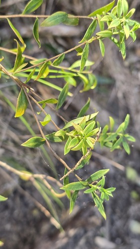 Platysace lanceolata, photograph 2